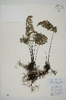 長刺鐵線蕨藏品圖，第1張