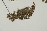 長刺鐵線蕨藏品圖，第3張