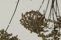 長刺鐵線蕨藏品圖，第4張