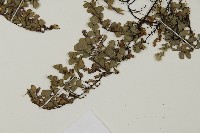 長刺鐵線蕨藏品圖，第5張