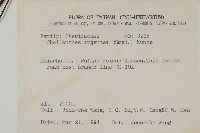 長柄粉背蕨藏品圖，第2張