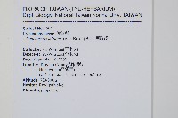 團扇蕨藏品圖，第2張