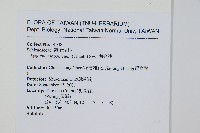 海金沙藏品圖，第2張