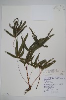 廣東鳳尾蕨、栗柄鳳尾蕨藏品圖，第1張