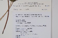 廣東鳳尾蕨、栗柄鳳尾蕨藏品圖，第2張