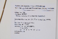 細柄雙蓋蕨藏品圖，第2張