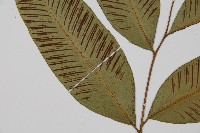 細柄雙蓋蕨藏品圖，第3張