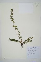 圓葉陵齒蕨藏品圖，第1張