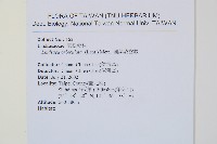 圓葉陵齒蕨藏品圖，第2張