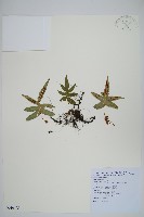 玉山茀蕨藏品圖，第1張