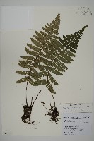 玉山肋毛蕨藏品圖，第1張