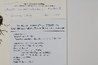 玉山肋毛蕨藏品圖，第2張