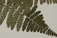 玉山肋毛蕨藏品圖，第3張