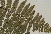 玉山肋毛蕨藏品圖，第4張