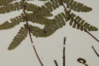 玉山肋毛蕨藏品圖，第5張