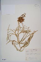 地刷子、多穗石松藏品圖，第1張