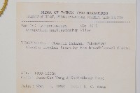 地刷子、多穗石松藏品圖，第2張