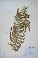 黑鱗耳蕨藏品圖，第1張