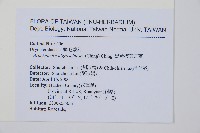 黑鱗耳蕨藏品圖，第2張