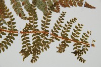 黑鱗耳蕨藏品圖，第3張