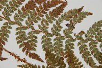 黑鱗耳蕨藏品圖，第4張