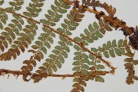 黑鱗耳蕨藏品圖，第5張