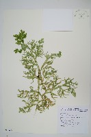 生根卷柏藏品圖，第1張