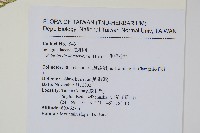 生根卷柏藏品圖，第2張