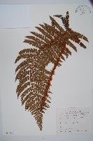 尖葉耳蕨藏品圖，第1張