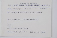 尖葉耳蕨藏品圖，第2張