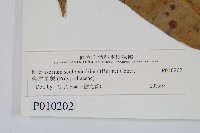 海岸星蕨藏品圖，第2張