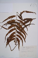 萊氏鐵角蕨藏品圖，第1張