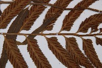 萊氏鐵角蕨藏品圖，第3張