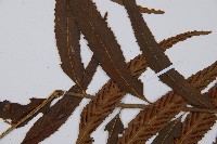 萊氏鐵角蕨藏品圖，第4張