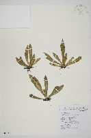 叢葉鐵角蕨藏品圖，第1張