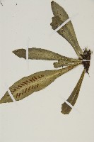 叢葉鐵角蕨藏品圖，第3張