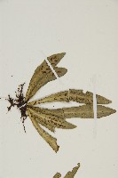 叢葉鐵角蕨藏品圖，第5張