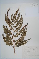 斜方複葉耳蕨藏品圖，第1張
