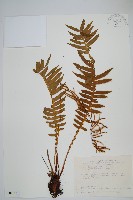 耳形瘤足蕨藏品圖，第1張