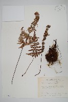 深山粉背蕨藏品圖，第1張