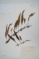 骨牌蕨藏品圖，第1張