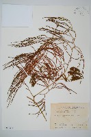 木賊葉石松藏品圖，第1張