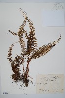 岩穴蕨藏品圖，第1張