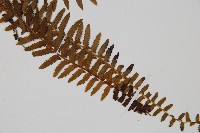 岩穴蕨藏品圖，第3張