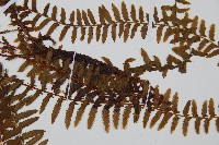 岩穴蕨藏品圖，第4張