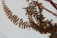 岩穴蕨藏品圖，第5張