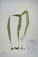 大星蕨藏品圖，第1張