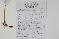 大星蕨藏品圖，第2張