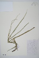 木賊藏品圖，第1張