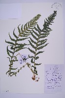 東亞假鱗毛蕨藏品圖，第1張